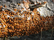 Kings Canyon National Park