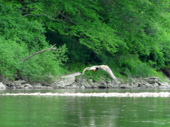 Allegheny National Forest