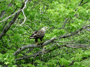 Allegheny National Forest