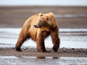 Lake Clark Nat'l Park