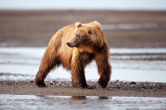 Lake Clark Nat'l Park