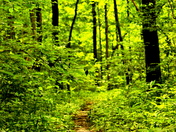 Mammoth caves National park