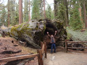 Sequoia National Park