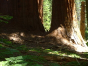 Sequoia National Park