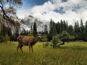 Yosemite National Park