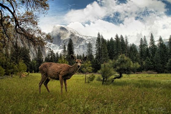 Yosemite National Park