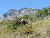 Glacier National Park