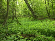 Forested Fern Glade