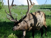 Yellowstone National Park