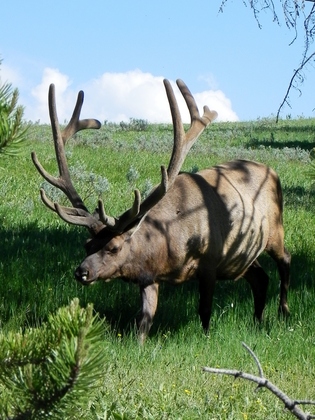 Yellowstone National Park