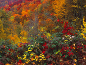 Great Smoky Mountains National Park
