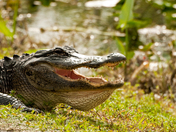 Everglades National Park, FL.