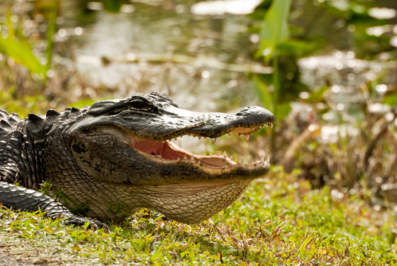 Everglades National Park, FL.