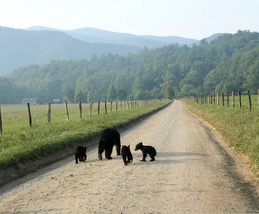 Great Smoky Mountains/ Cades Cove