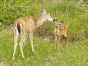 National Key Deer Refuge