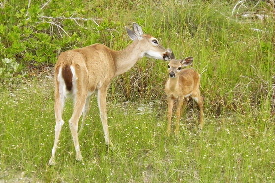 National Key Deer Refuge
