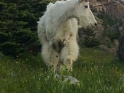 Glacier National Park
