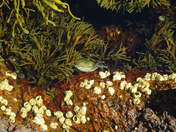 Acadia National Park