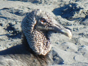 Beach Buzzard