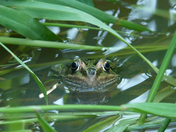 Leopard Frog