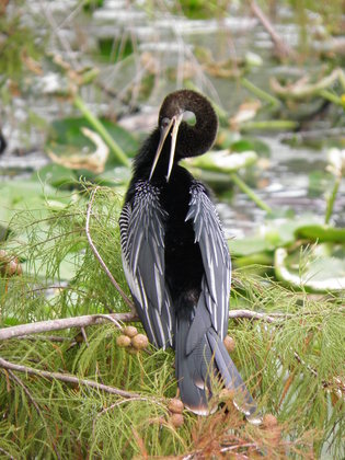 Arthur R. Marshall Loxahatchee National Wildlife Refuge
