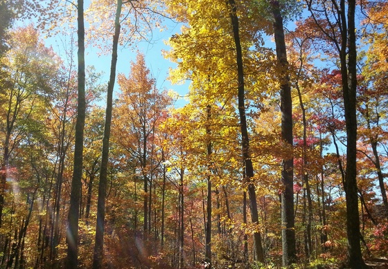 Great Smoky Mountains National Park