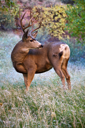 Zion National Park