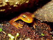 Angeles National Forest