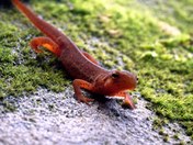 RIm Rock National Recreation Trail