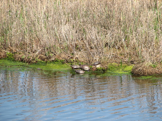 assateague wildlife 