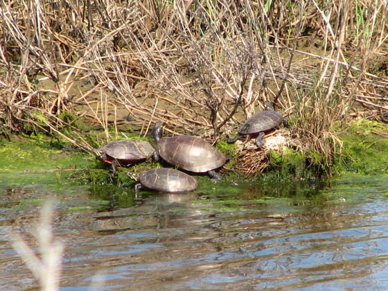 assateague wildlife 