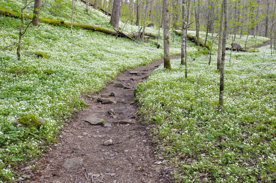 Great Smoky Mountains National Park