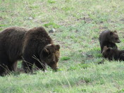 Teton National Forest
