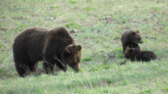 Teton National Forest
