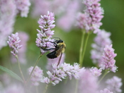 Swan Lake National Wildlife Refuge