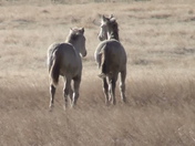 Onaquai Mountains BLM HMA area