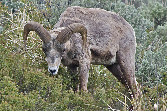 Yellowstone