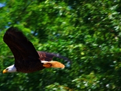Upper Mississippi River Wildlife Refuge