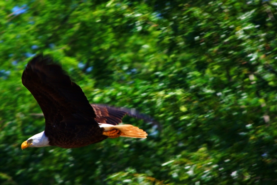 Upper Mississippi River Wildlife Refuge