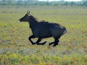 Laguna Atascosa National Wildlife Refuge