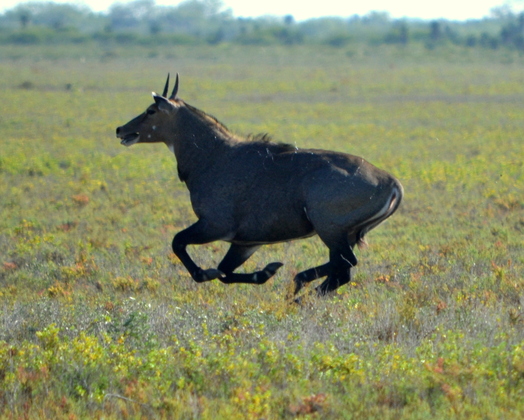 Laguna Atascosa National Wildlife Refuge