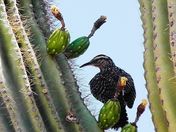 Tonto National Forest