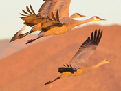 Bosque del Apache NWR