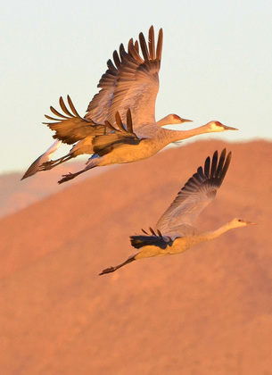Bosque del Apache NWR