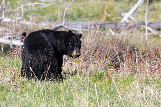 Yellowstone National Park