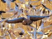 Bosque del Apache NWR