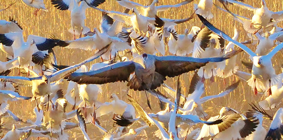 Bosque del Apache NWR