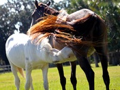 Cumberland Island National Seashore