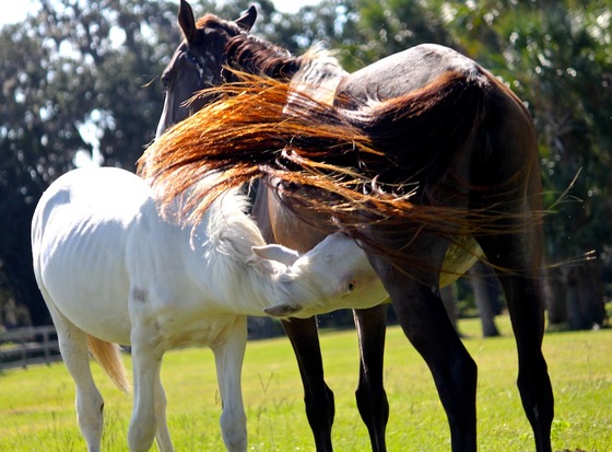 Cumberland Island National Seashore