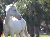 Cumberland Island National Seashore